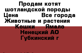 Продам котят шотландской породы › Цена ­ 2 000 - Все города Животные и растения » Кошки   . Ямало-Ненецкий АО,Губкинский г.